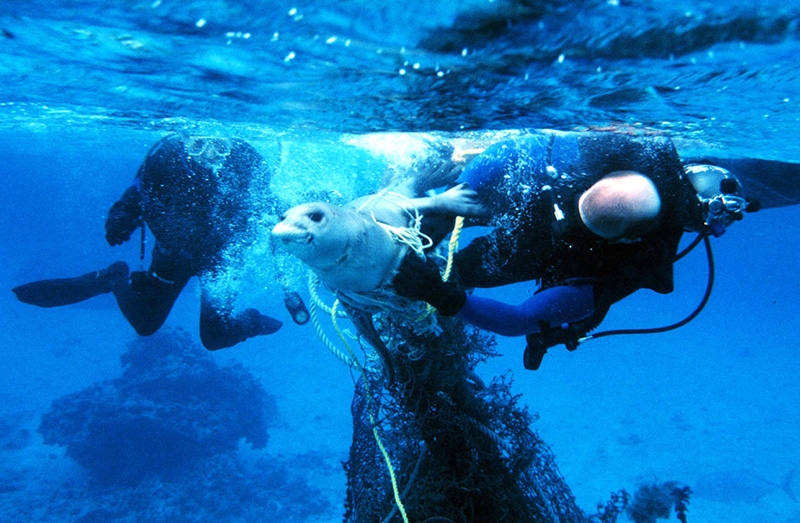 Seelöwe wird mit Tauchermesser befreit